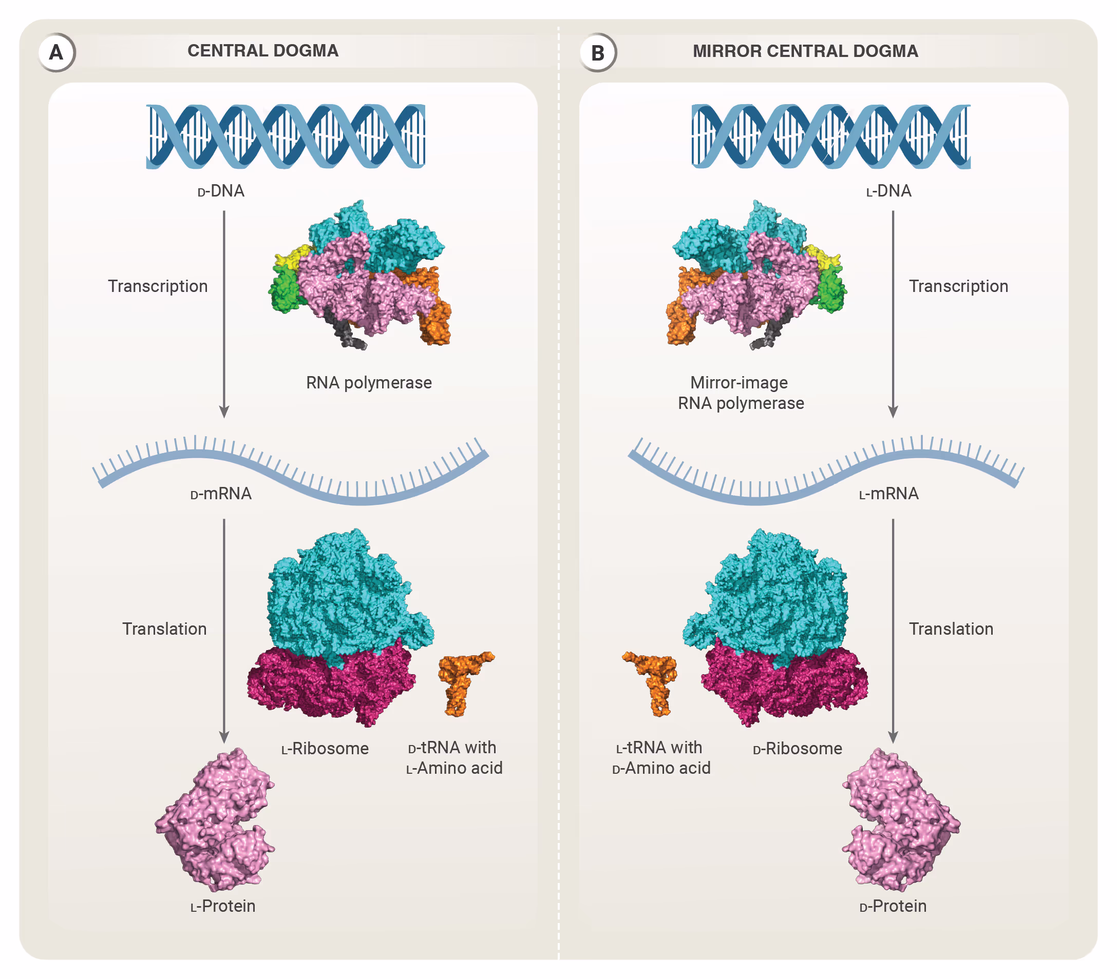 Diagram of a mirrored form of the Central Dogma, showing the ribosome, EF-Tu, and tRNAs required for protein synthesis.