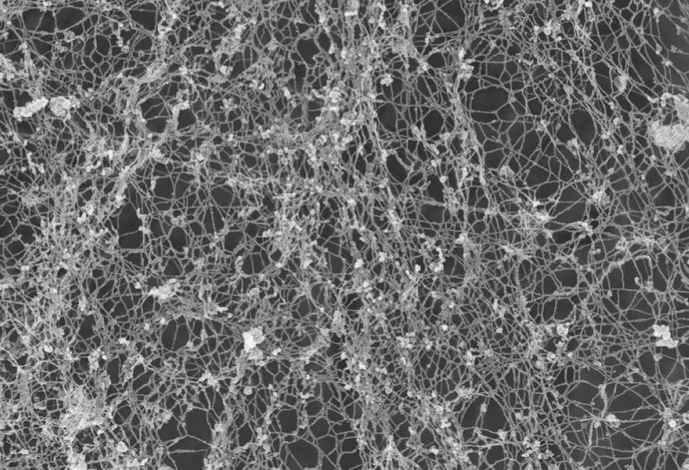 Scanning electron microscopy image of mucin networks formed by a human airway epithelial cell line.