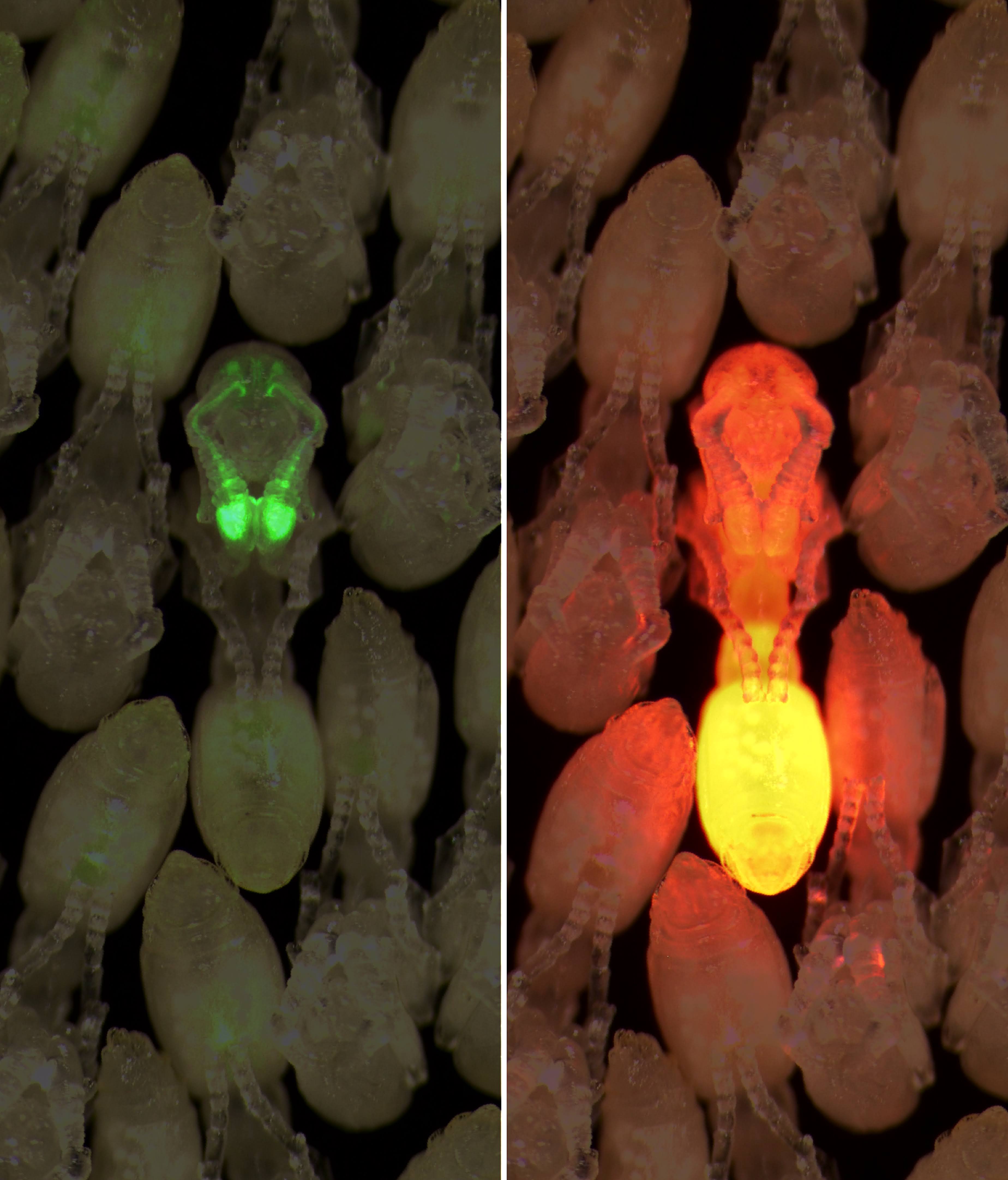 Photos of one transgenic ant pupa expressing among a group of wild-type pupae.