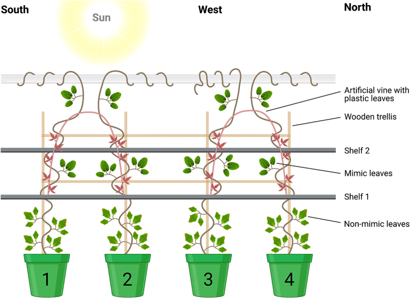 Diagram of White and Yamashita's experimental design, with two opaque shelves splitting each vine into three regions.