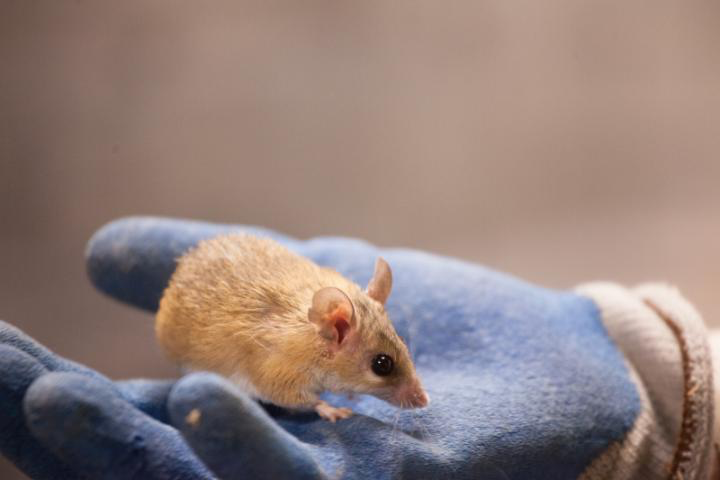 An African spiny mouse.