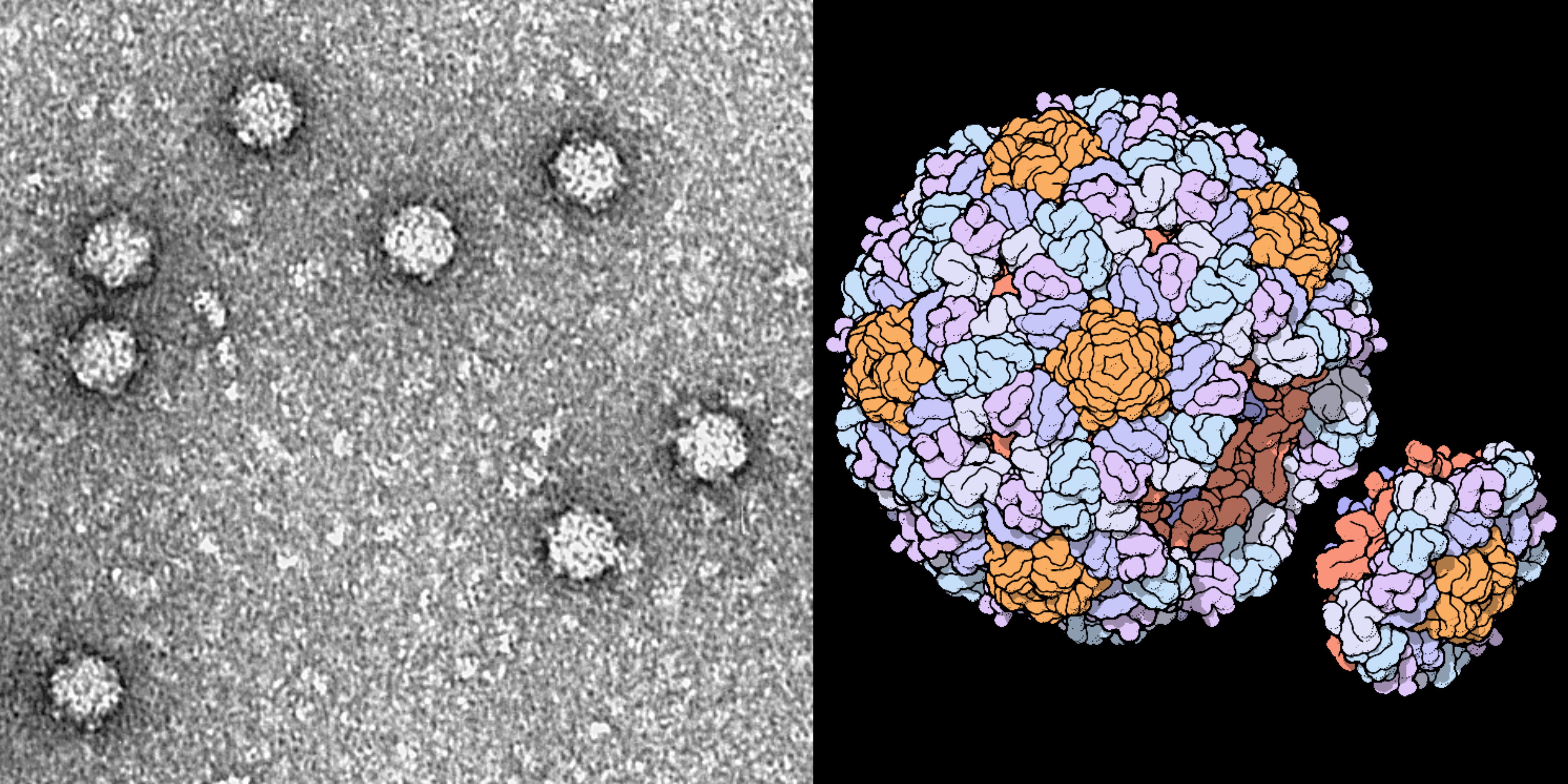 An electron micrograph of ΦX174 phages on the left and the 3D structure of a single ΦX174 phage on the right.