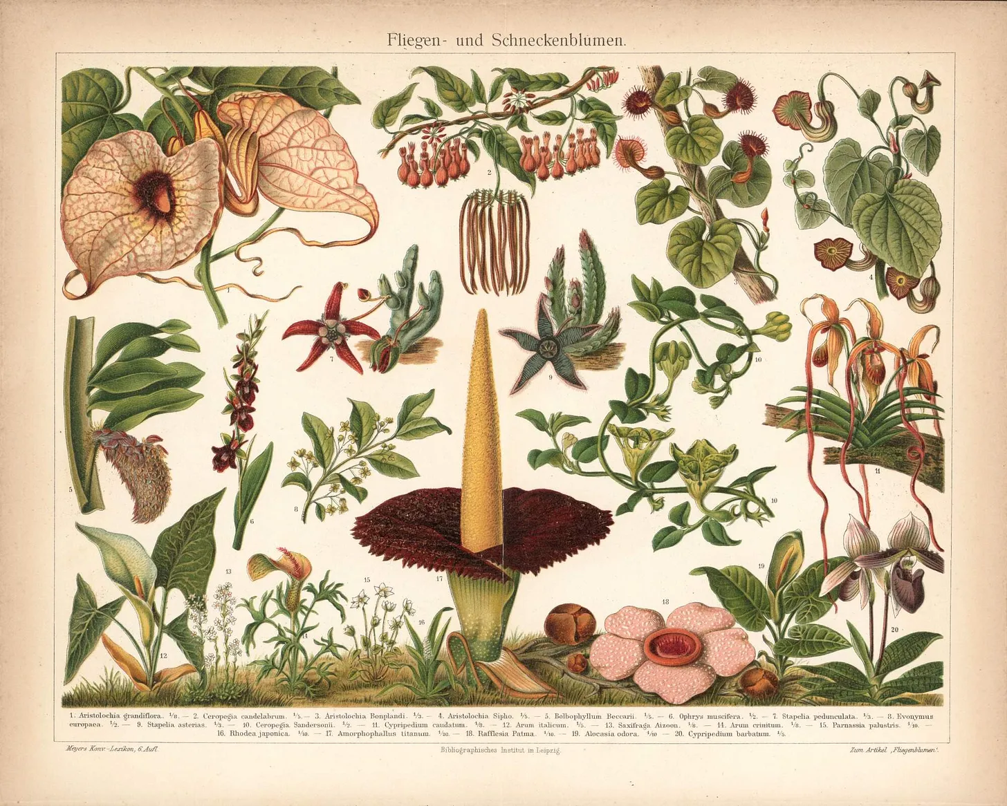 A detailed illustration of a Rafflesia flower by the Scottish botanist Robert Brown.