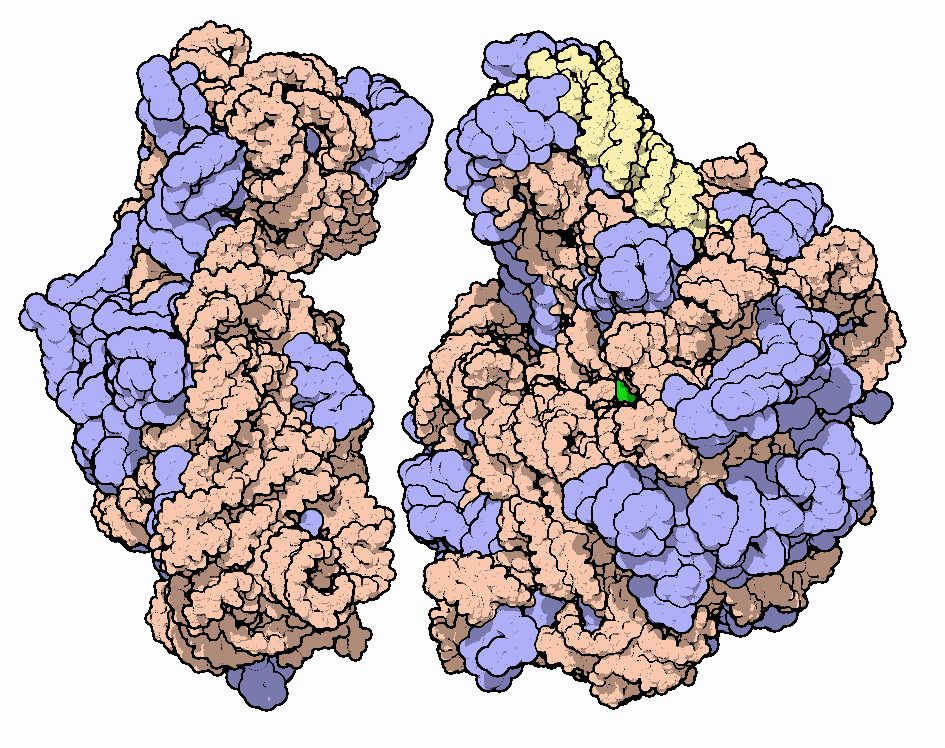The large and small ribosome subunits, with proteins colored blue and RNA molecules colored orange and yellow.