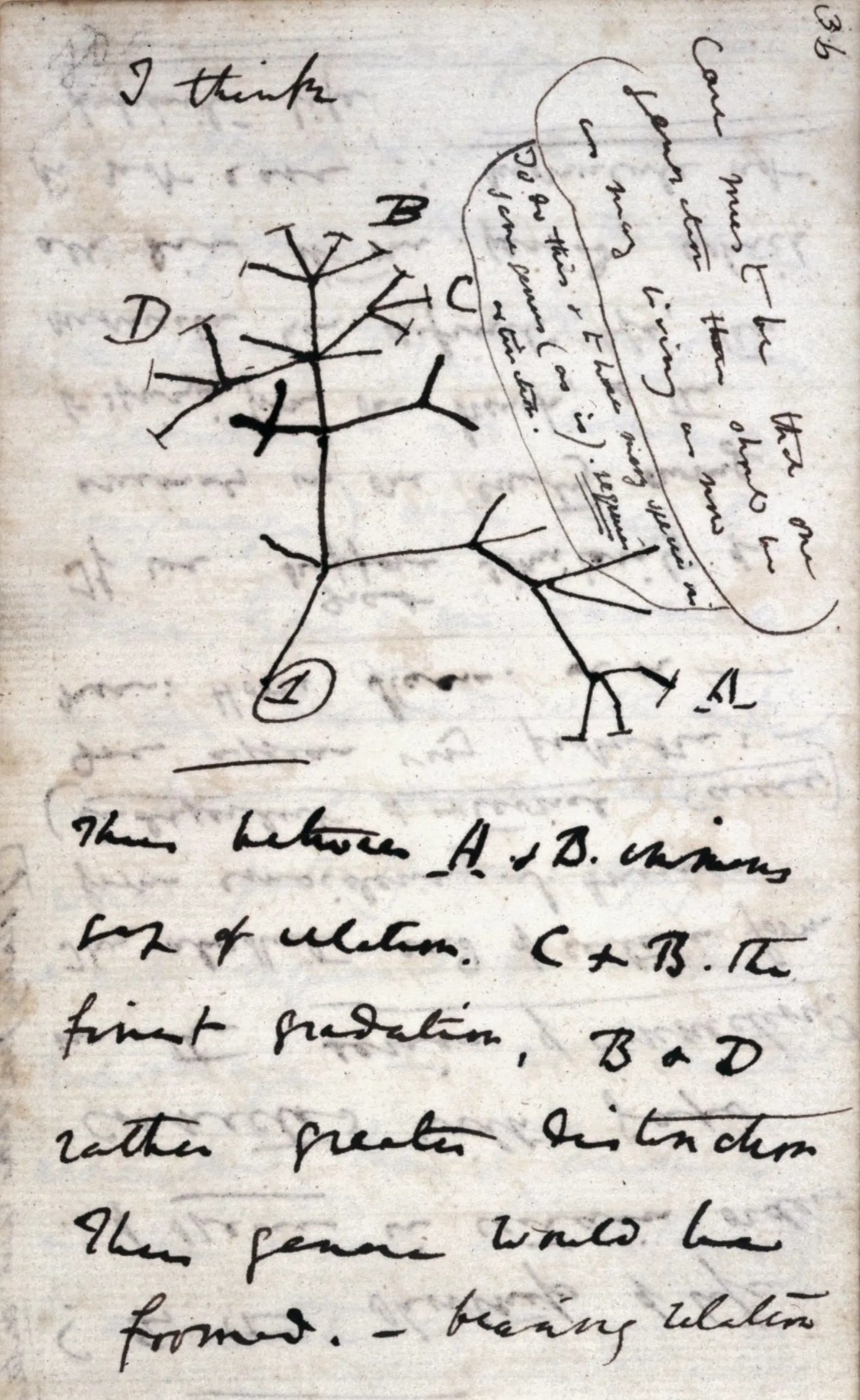 Charles Darwin's first sketch of an evolutionary tree, with the words 'I think' above it.