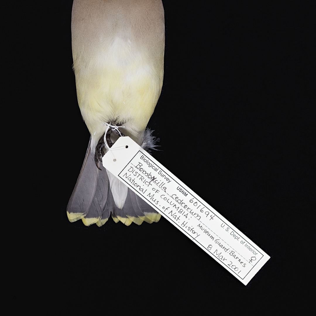 A Cedar Waxwing specimen.