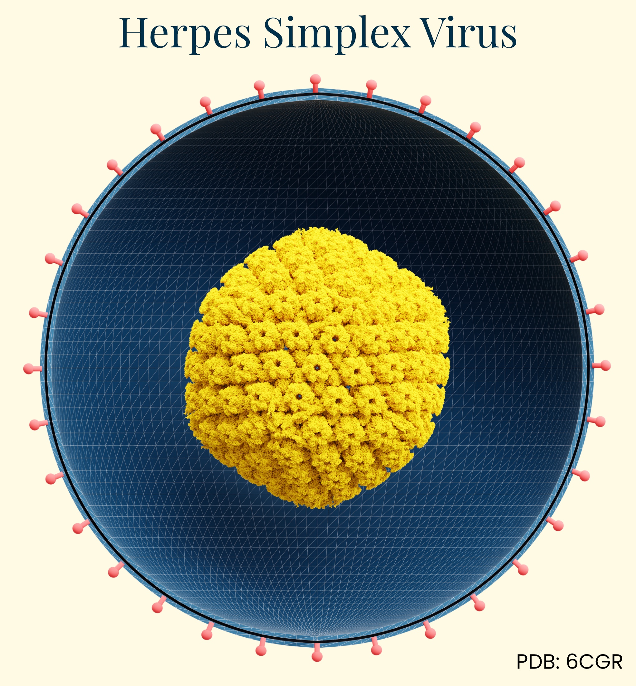 An illustration of the herpes simplex virus (HSV) delivery vector.