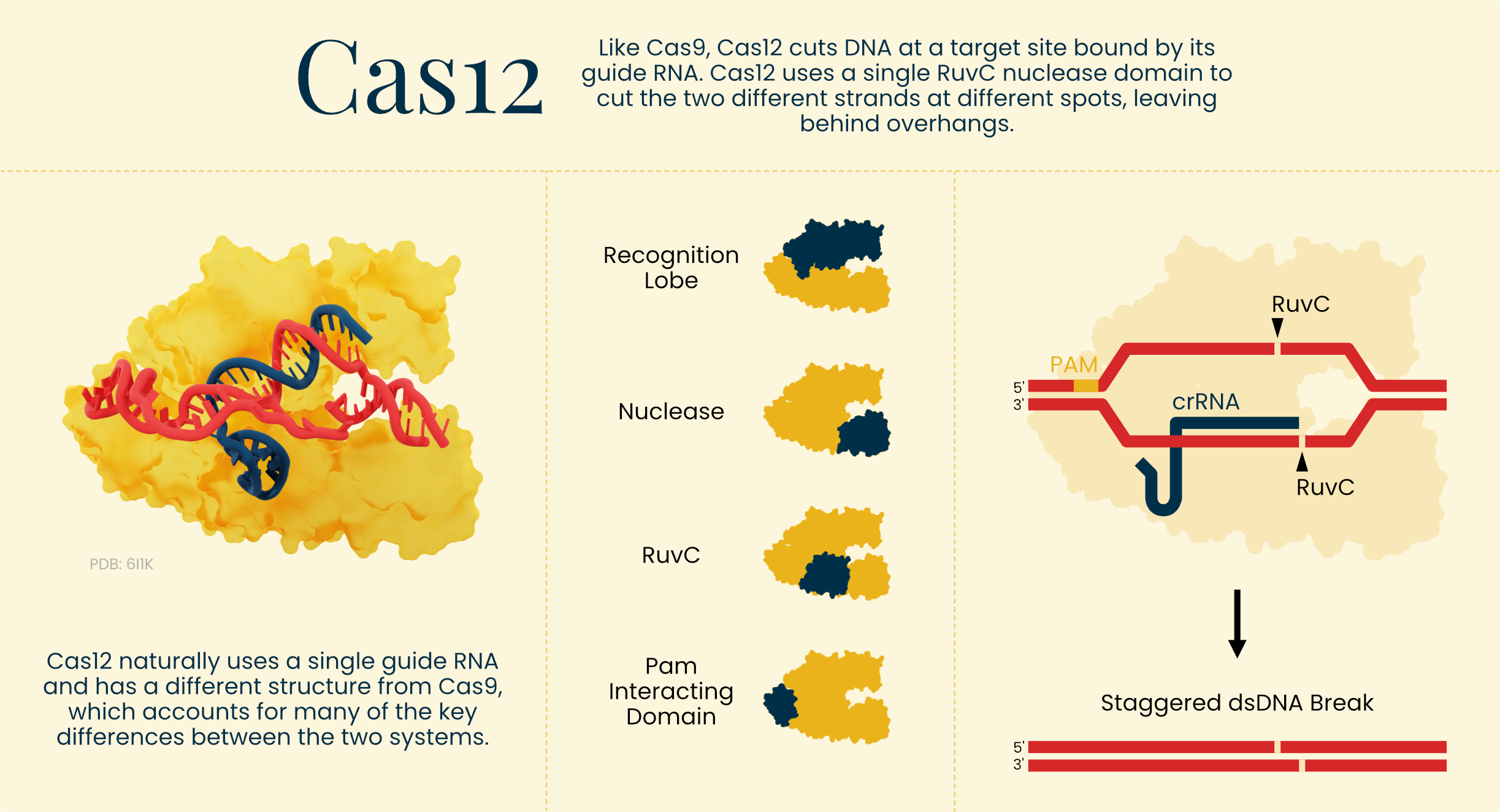 The CRISPR-Cas12 genome editing system.