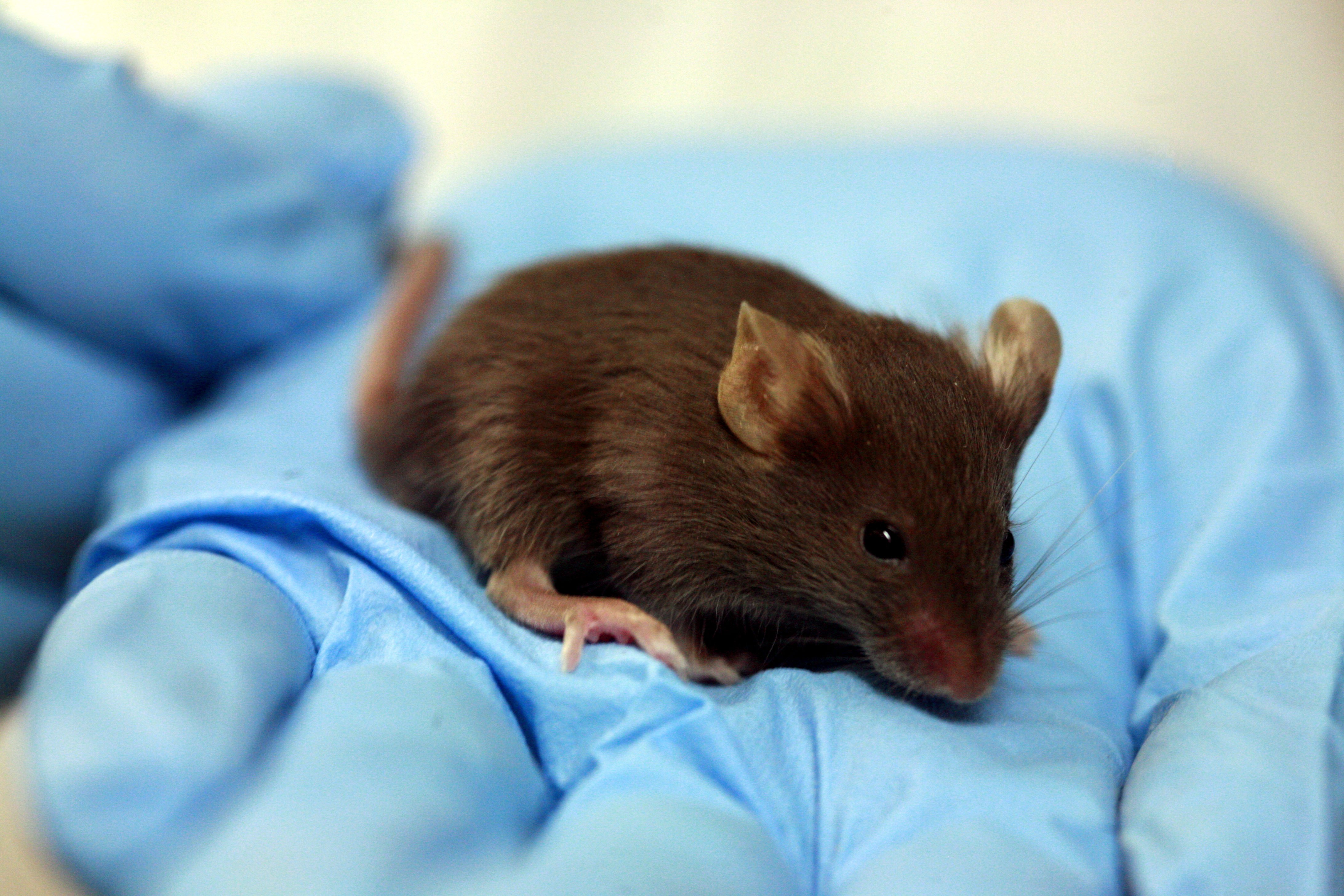 A black-6 laboratory mouse.
