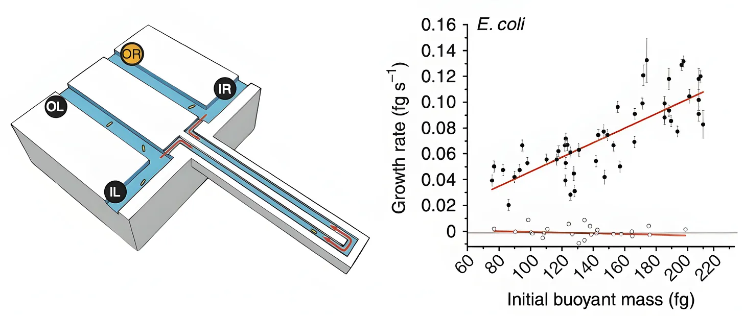 Diagrams of the suspended microchannel resonator and a plot of E. coli growth rates.