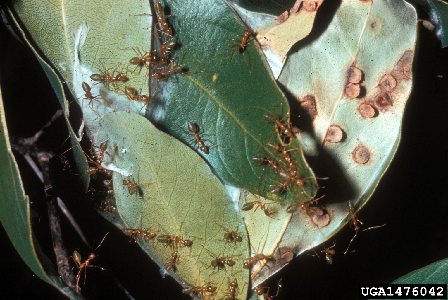 Asian weaver ants.