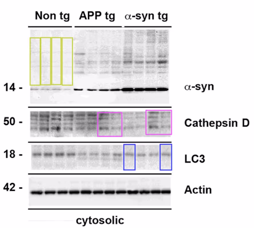A research image that appears to contain duplicated Western blot lanes.