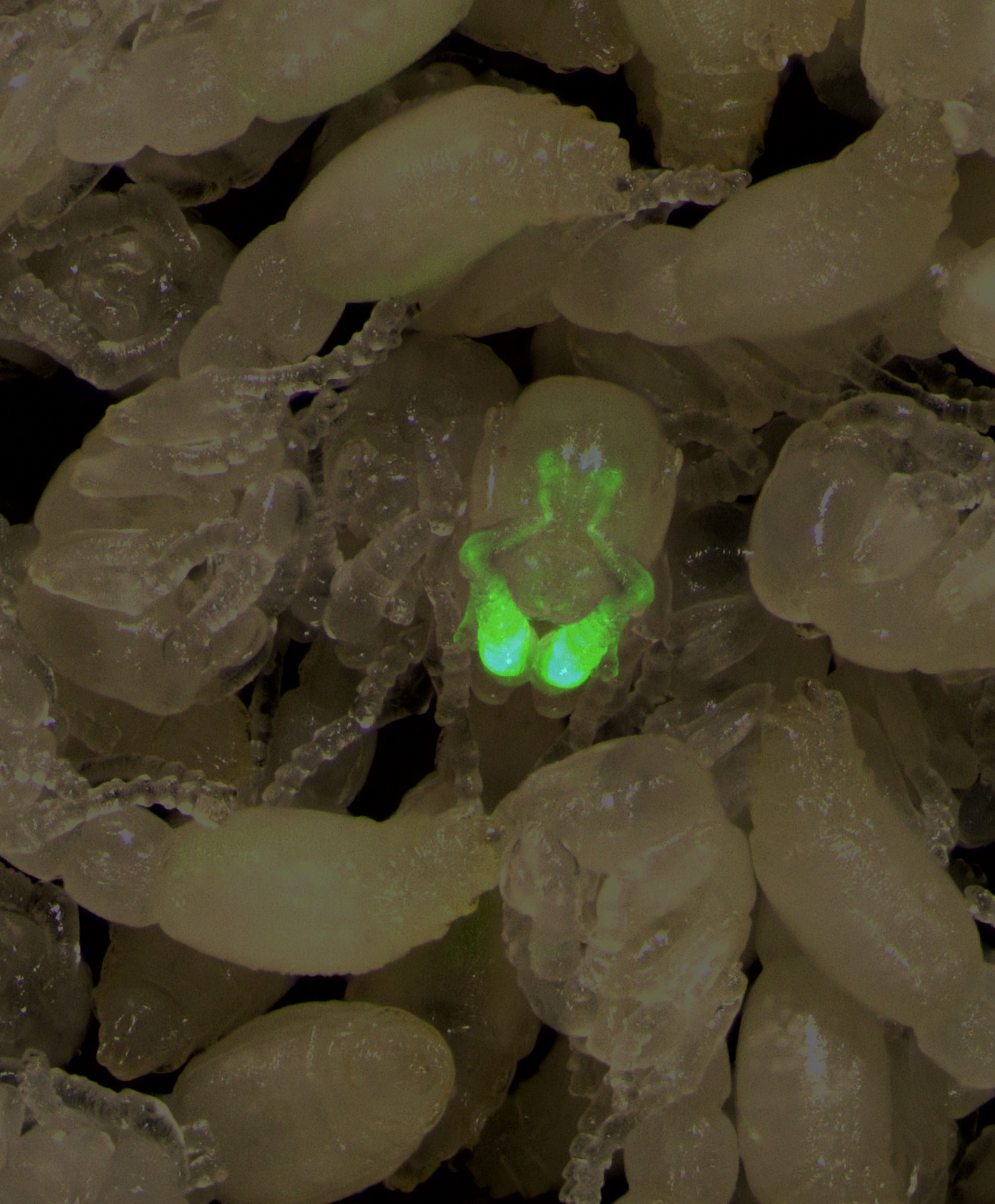 An ant pupa expresses GCaMP in its sensory neurons.