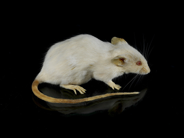 A right-side view of the Harvard Mouse.