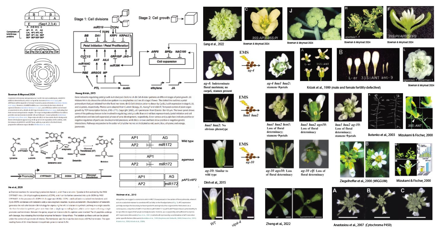 Screenshots of Desnoyer's Illustrator files, where he keeps notes on old plant biology papers.