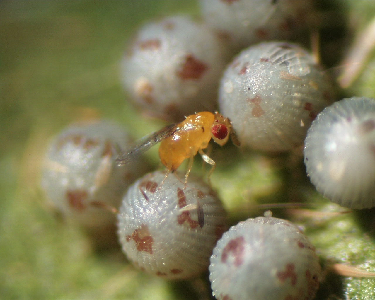 Trichogramma dendrolimi crawling on armyworm eggs.