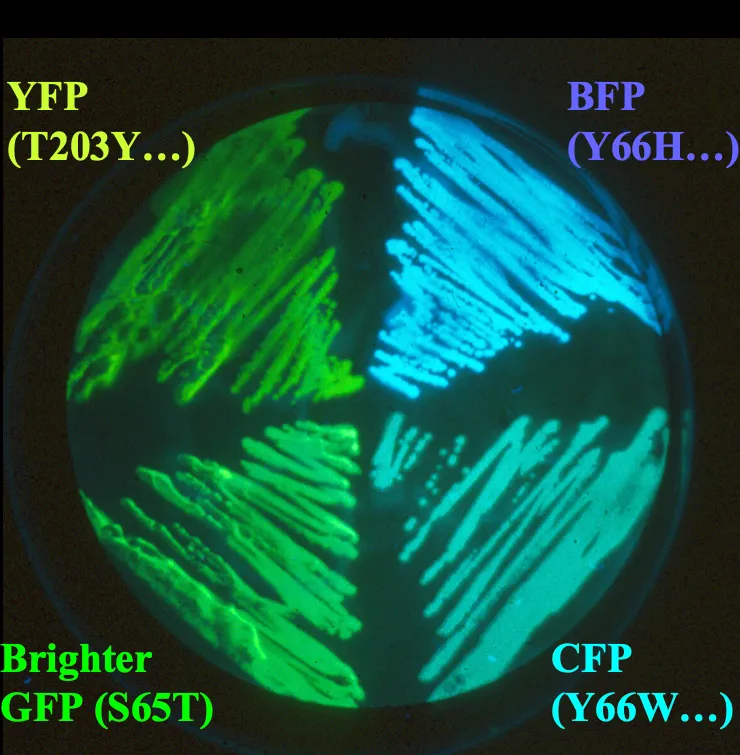 Four GFP mutants expressed in E. coli.