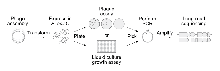Schematic of the experimental assay used to benchmark AI-designed phages.