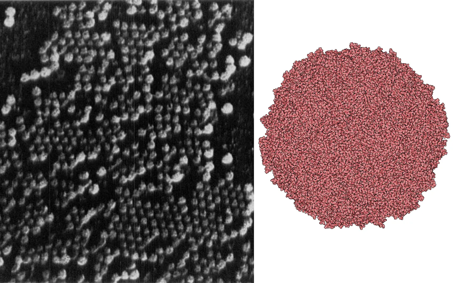Electron micrograph and cryo-EM image of poliovirus