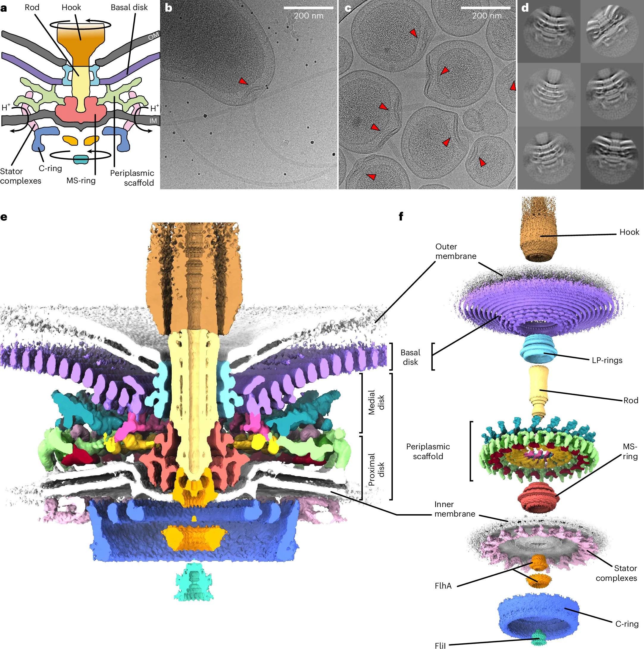 The C. jejuni flagellar motor, deconstructed