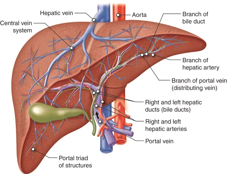 The liver’s many veins.