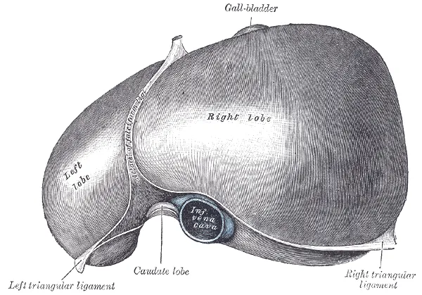 A liver, as sketched by Henry Gray ca. 1850s.