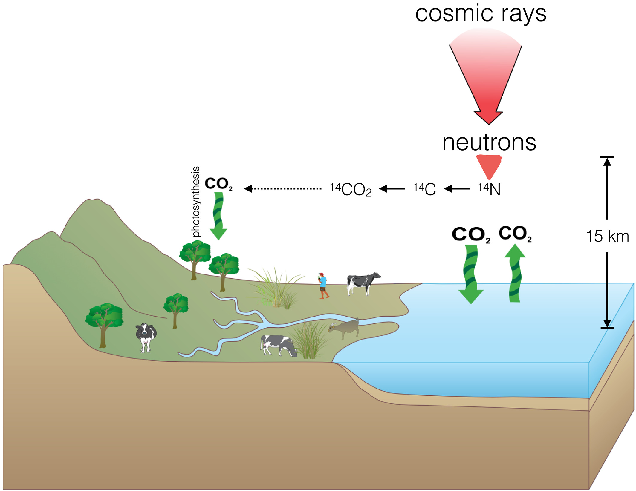 Carbon-14 cycle diagram
