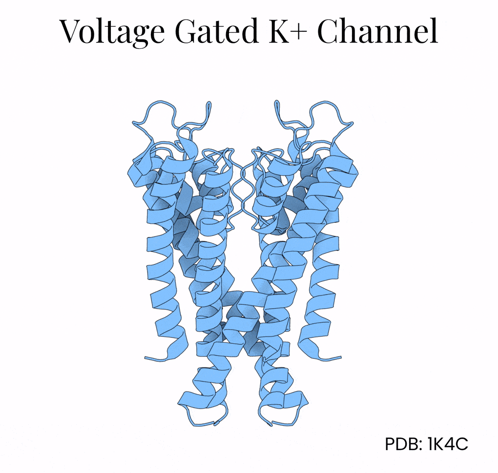 Structure of the potassium ion channel