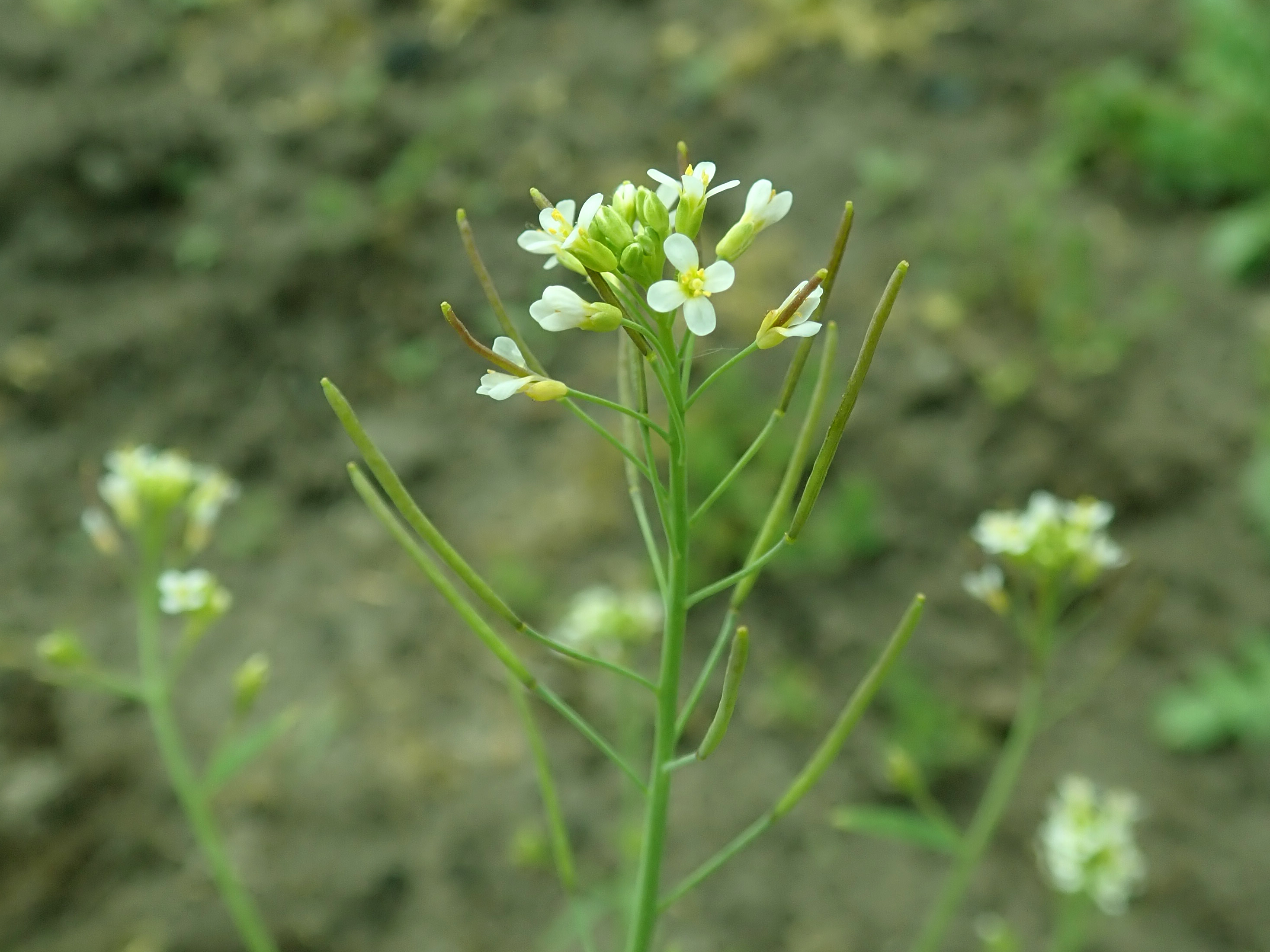 An A. thaliana plant in the wild.