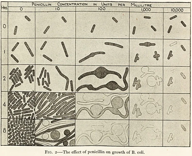 The effect of penicillin on E. coli morphology at different concentrations and timepoints.