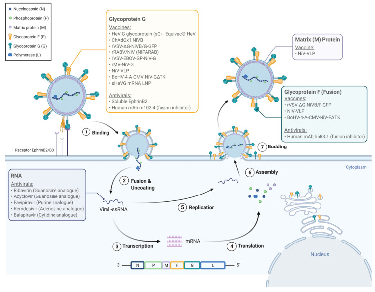 The Nipah G virus lifecycle