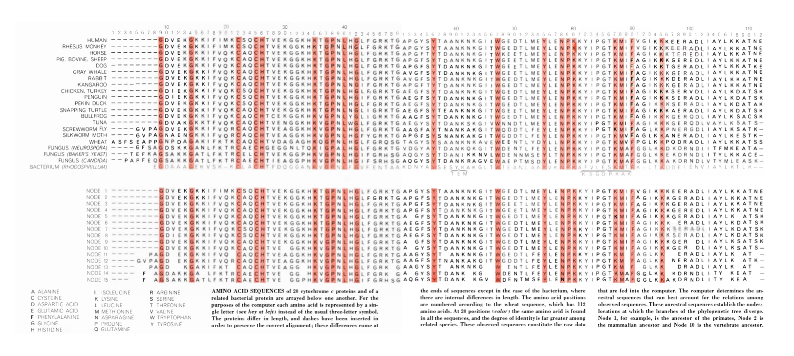 Multiple Sequence Alignment presented by Dayhoff and Eck