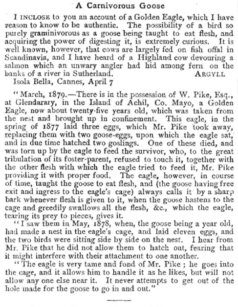 A 1879 note in Nature describes how a Golden Eagle taught a goose to eat flesh.