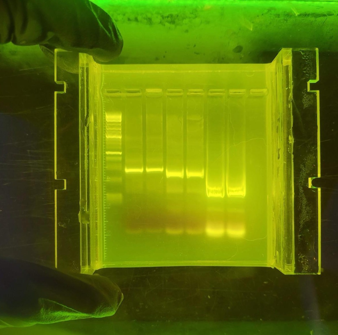 An agarose gel