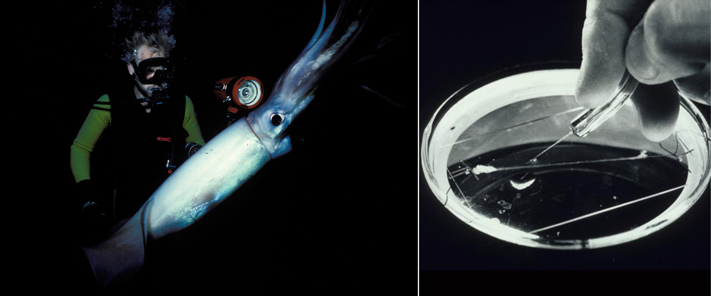 The giant squid