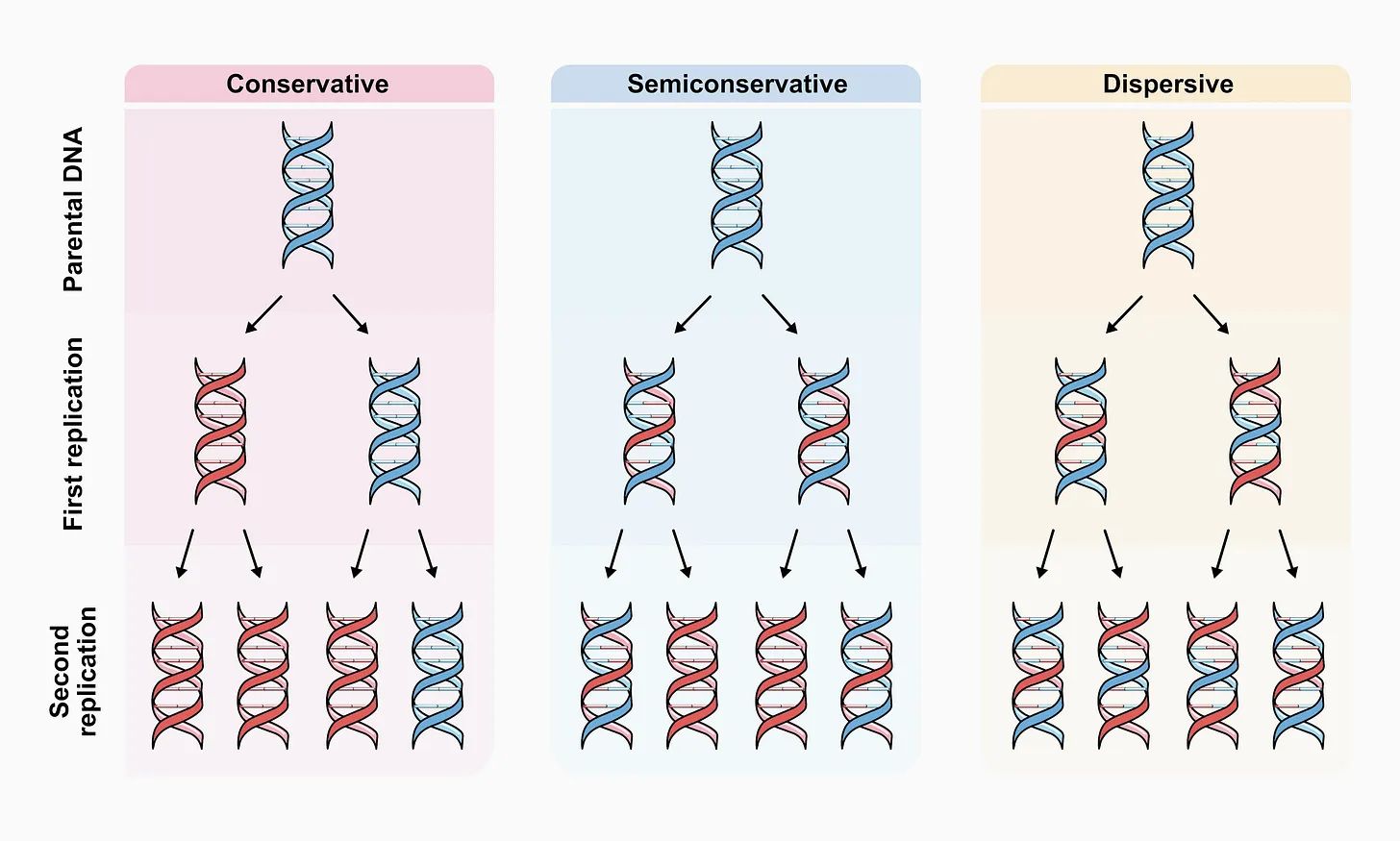 The three models of DNA replication.