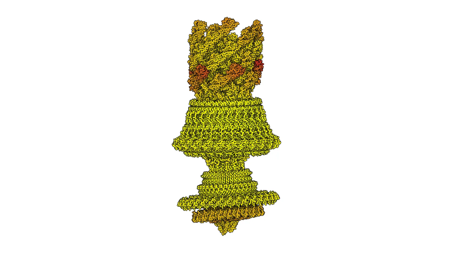 Structure of a flagellar motor-hook complex from Salmonella