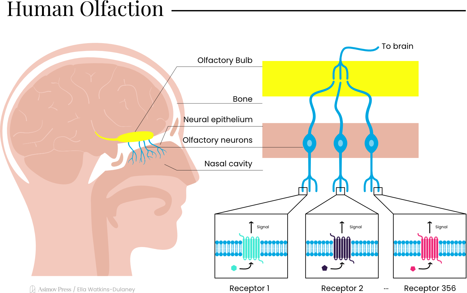 Olfactory neurons in the nasal cavity