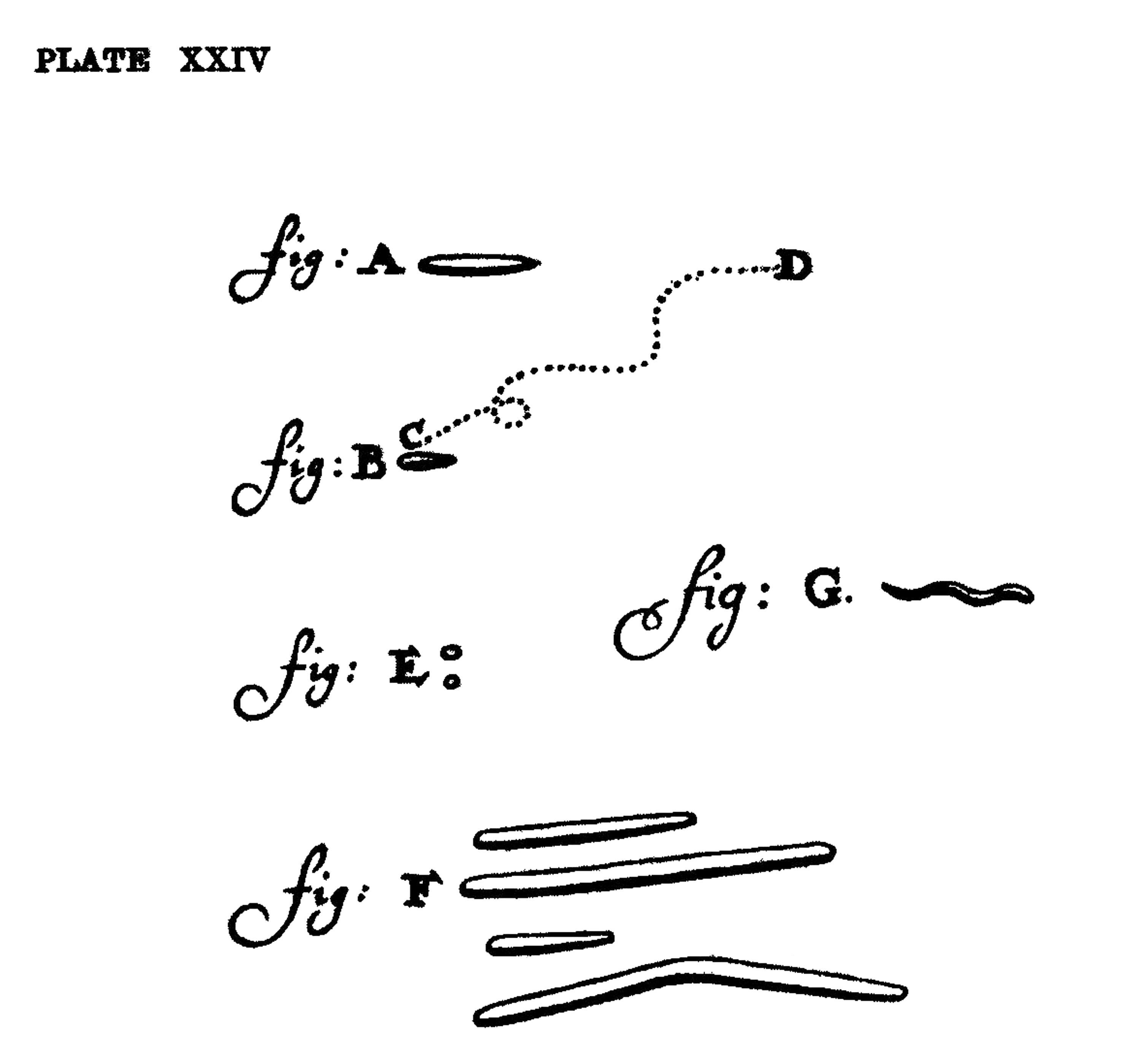 One of Leeuwenhoek’s earliest sketches of animalcules