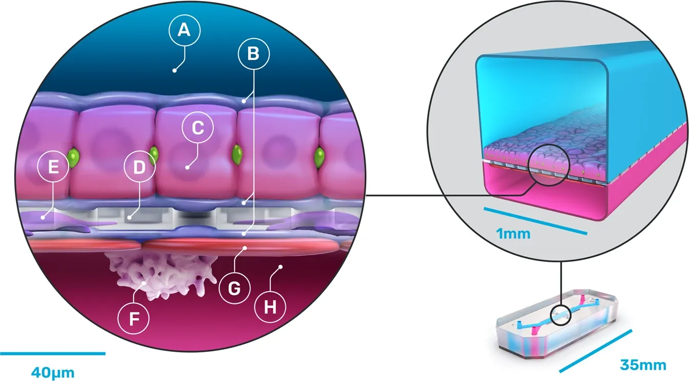 Human hepatocytes studied using Emulate Bio’s organ-on-a-chip system.