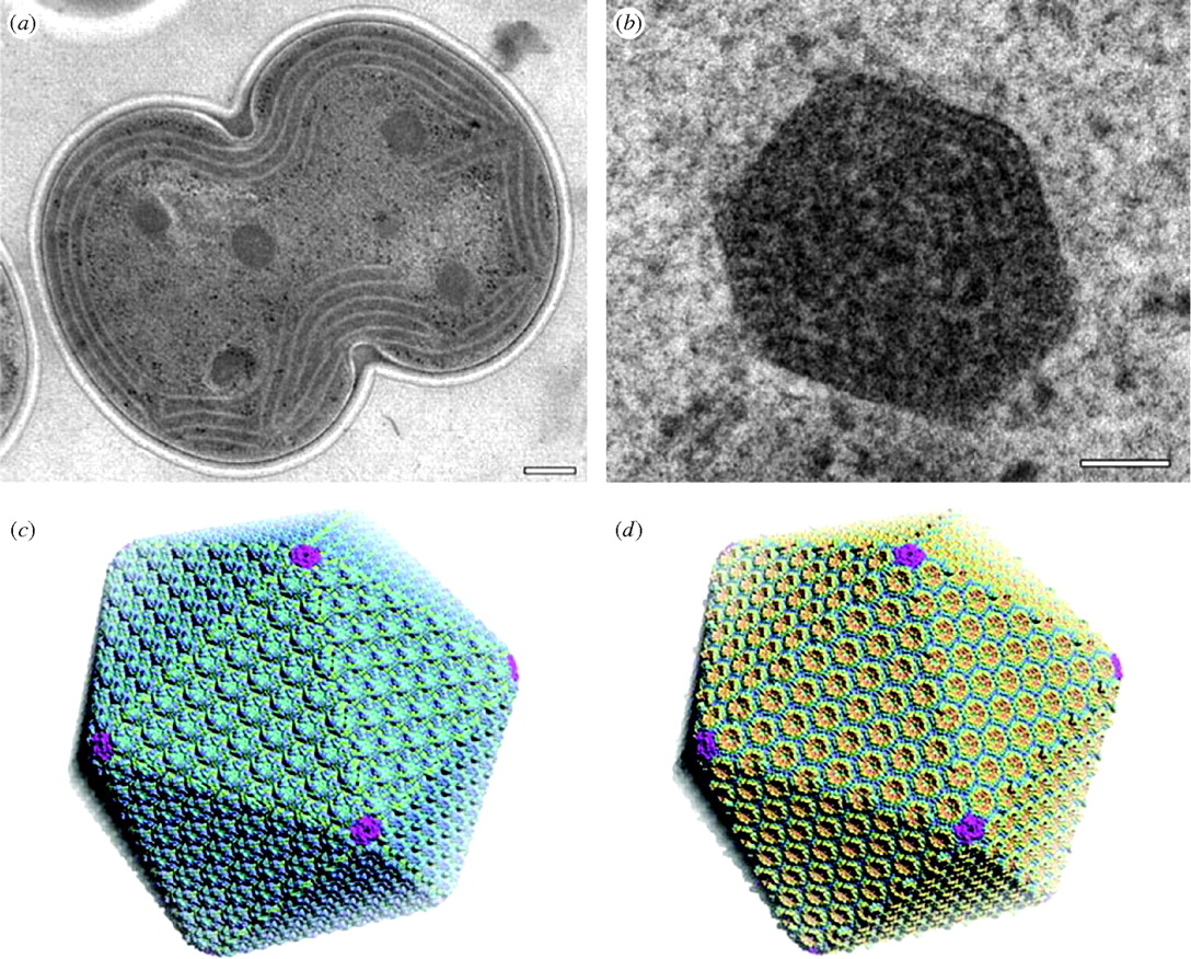 Carboxysomes from cyanobacteria