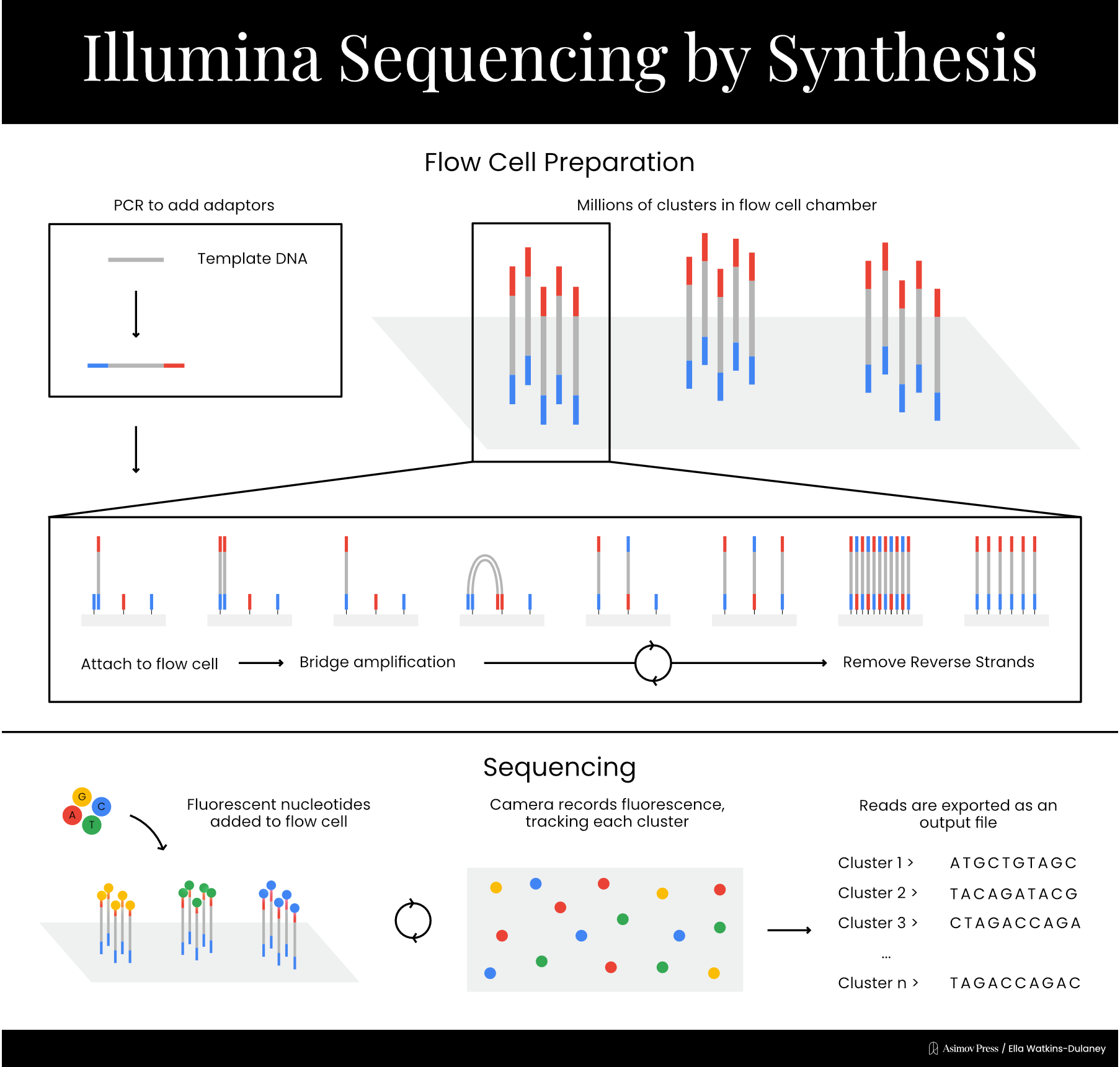 Schematic of sequencing by synthesis