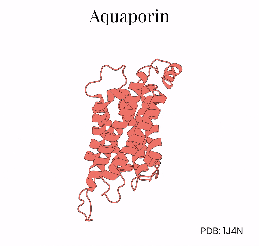 Structure of the aquaporin protein