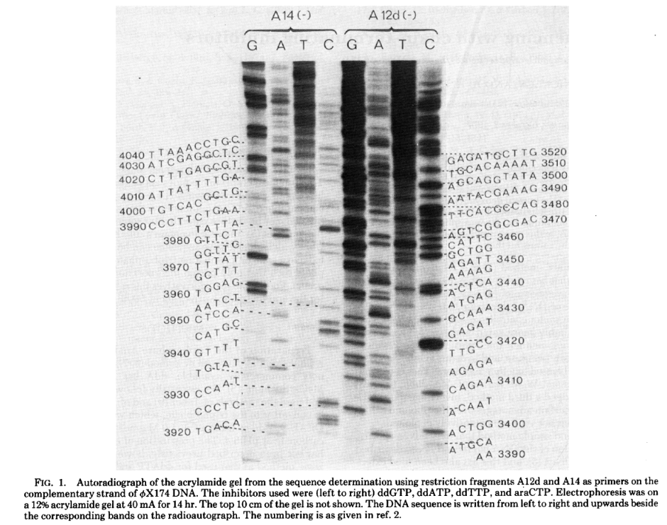 Output from the Sanger Sequencing method, with chain-terminating inhibitors