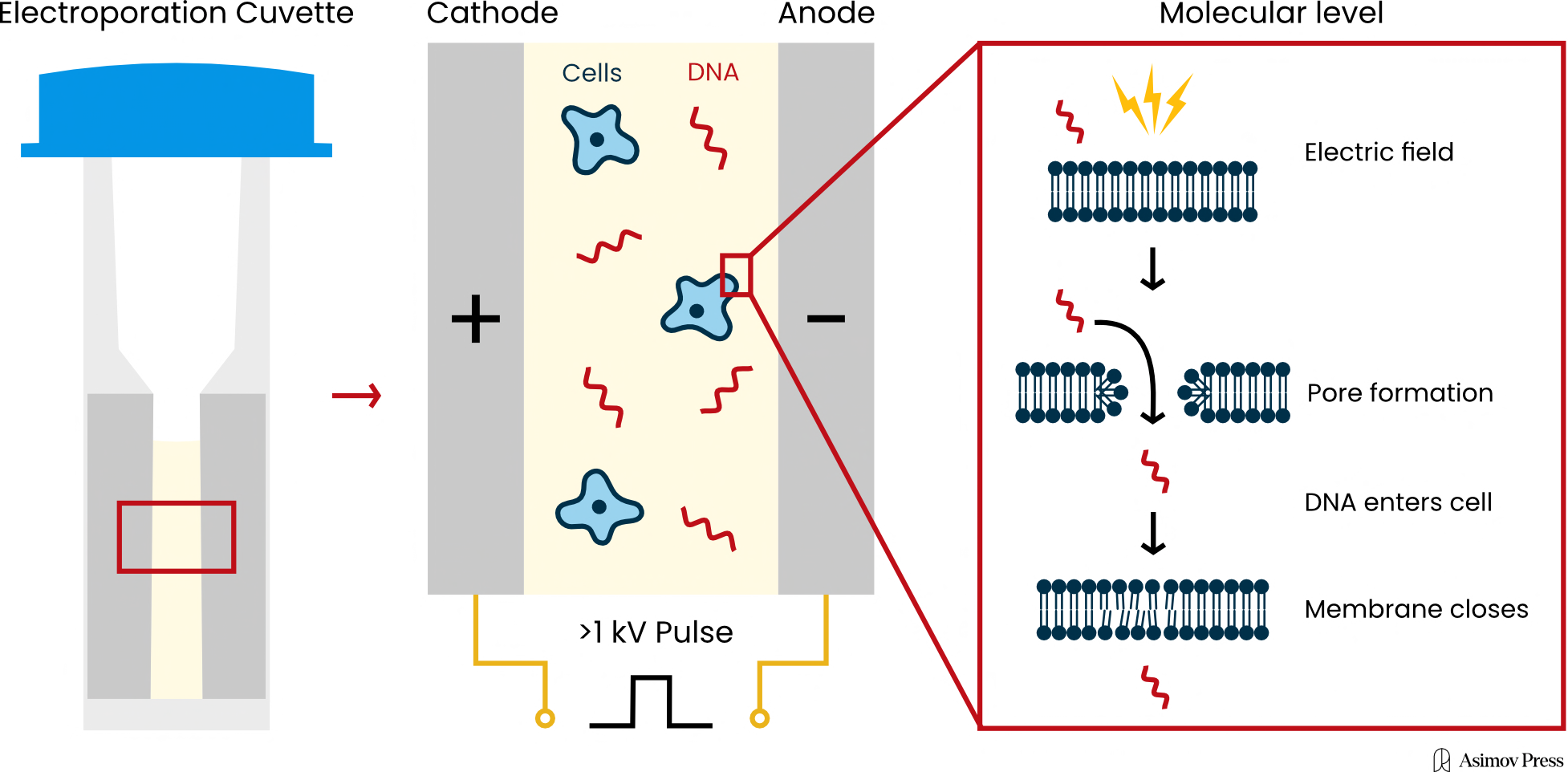 Electroporation uses brief pulses of electricity to "punch" holes in cell membranes, thus allowing DNA (or other molecules) to slip inside.