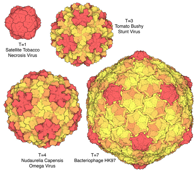 Icosahedral virus capsids