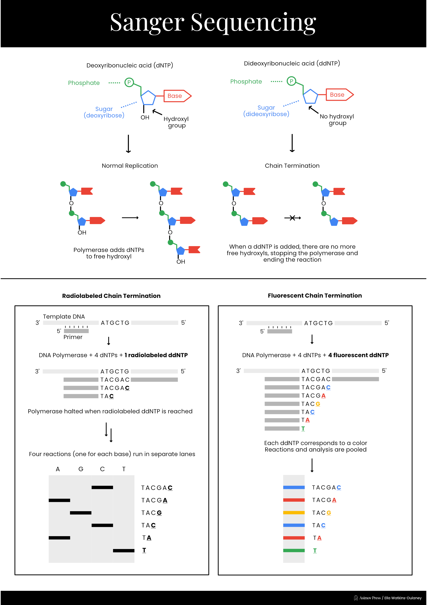 Schematic of fluorescent Sanger sequencing