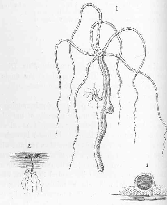 Hydra vulgaris in different life stages