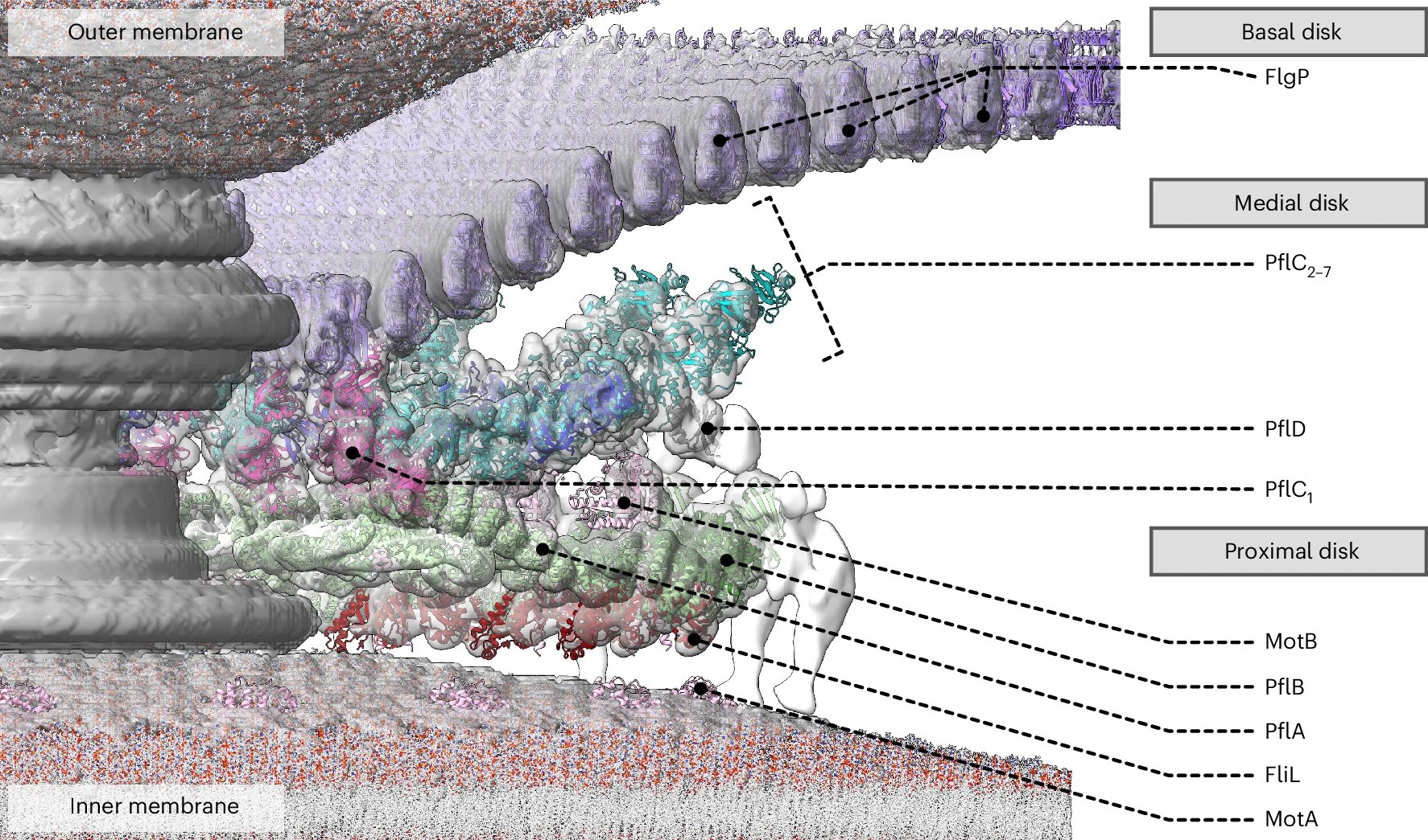 A cross-section of the C. jejuni flagellar motor