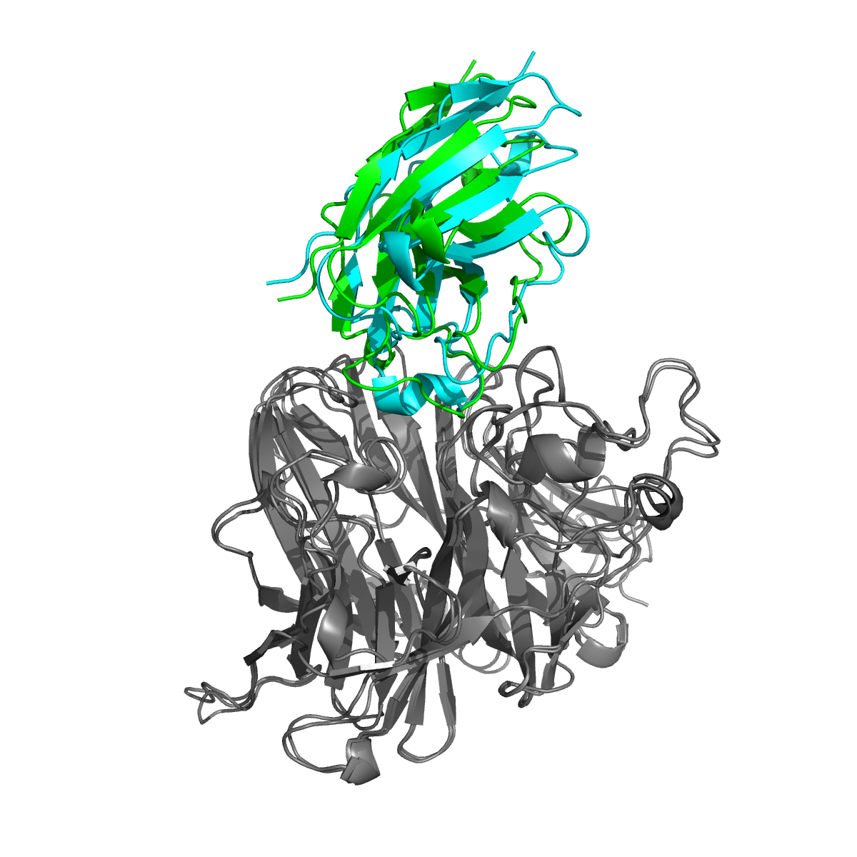 The BoltzGen binder overlayed on the AlphaFold 3 prediction
